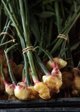 Ginger, Yellow (Zingiber officinale)